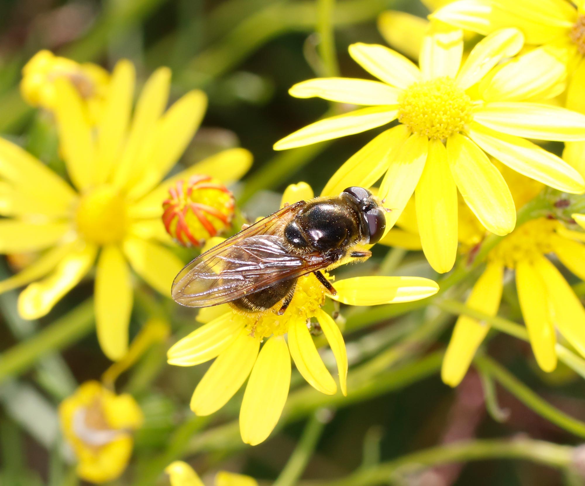 Syrphidae: Cheilosia cfr. canicularis